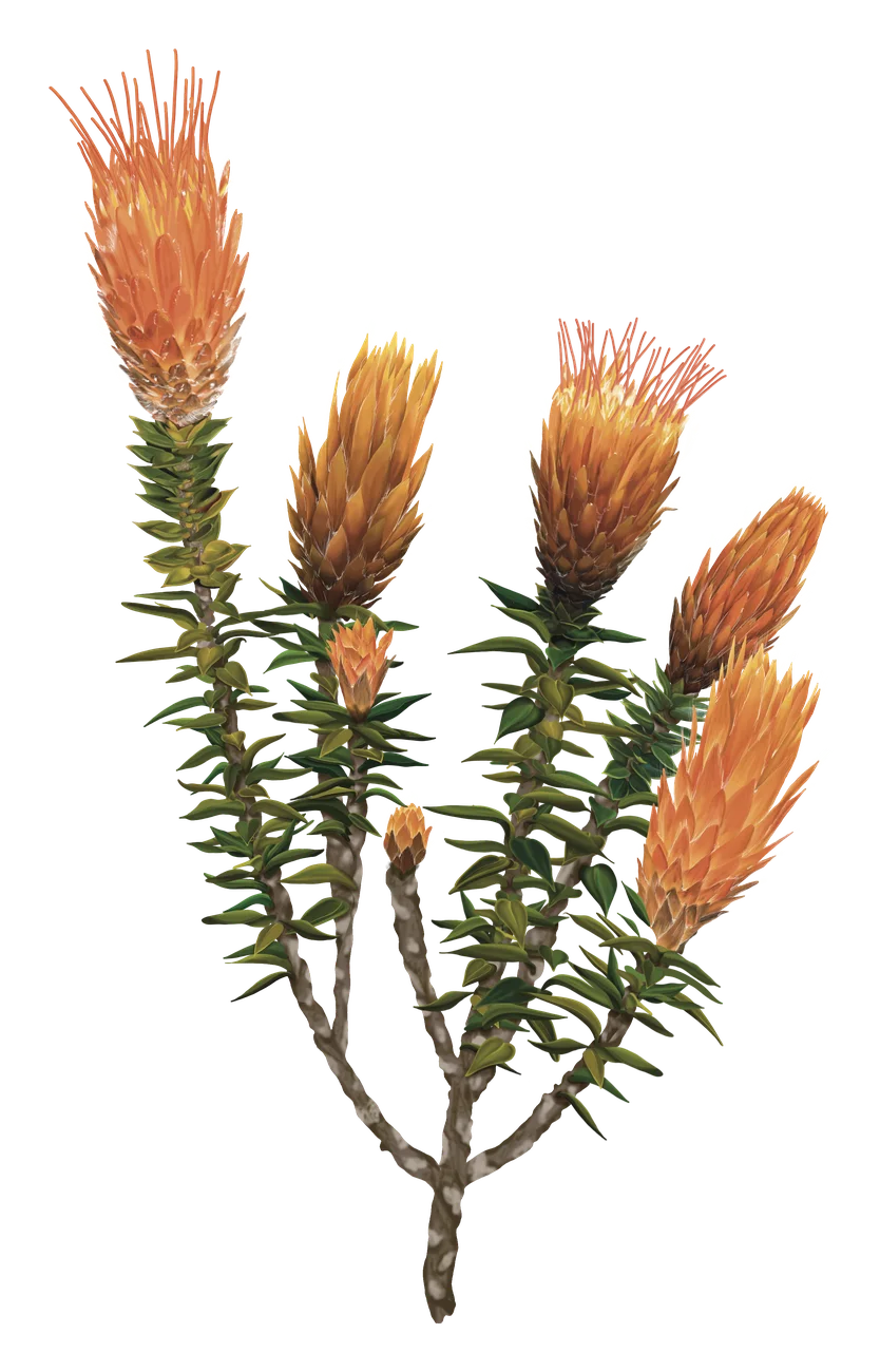 Chuquiragua — Florilegium